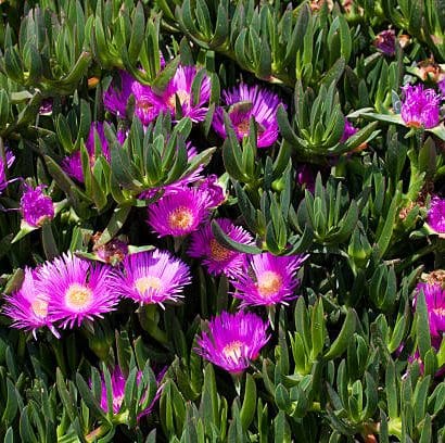 Doca Chilena (carpobrotus Chilensis): Planta Suculenta