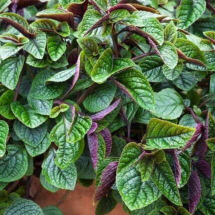 Dólar Negro (plectranthus): Planta Colgante Exótica Hojas