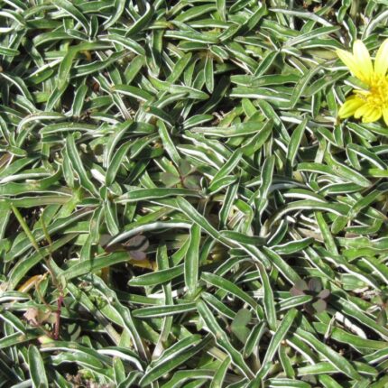 Dymondia (alfombra Plata): Cubresuelos Bajo Riego