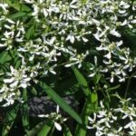 Euphorbia Perenne - Floración Única - Resistencia Extrema Sol/Sequía