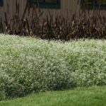 Euphorbia Perenne - Floración Única - Resistencia Extrema Sol/Sequía - Imagen 3