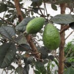 Feijoa