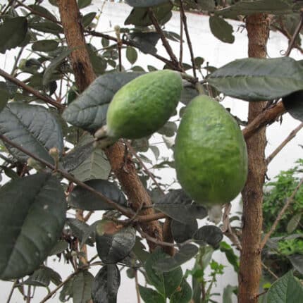 Feijoa