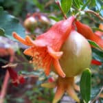 Granado Árbol Frutal - Imagen 3