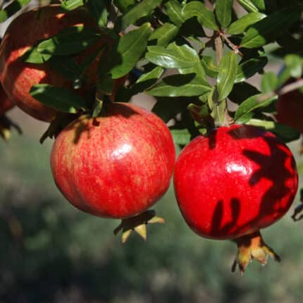 Granado Árbol Frutal