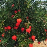 Granado Árbol Frutal - Imagen 2