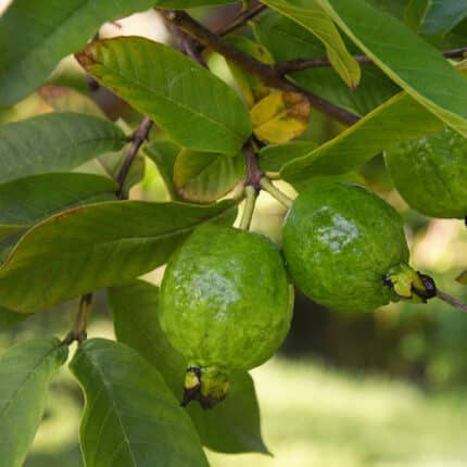 Guayaba (guava) Árbol Frutal