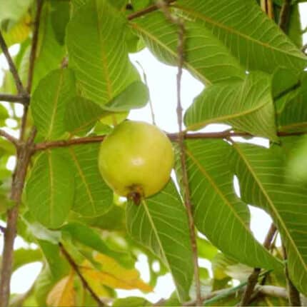 Guayabo Árbol Frutal