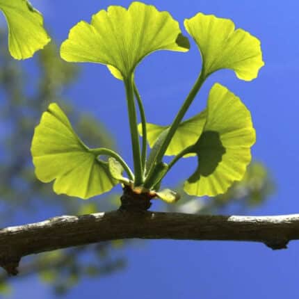 Ginko Biloba