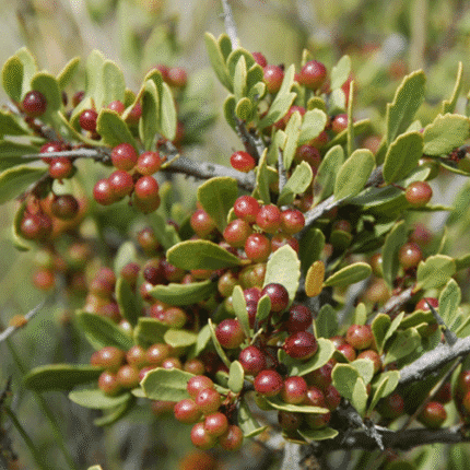 Huingán Arbusto Nativo