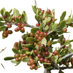 Huingán Arbusto Nativo - Imagen 2