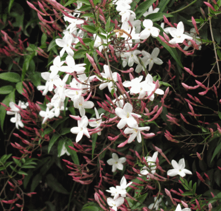Jazmín Polianthum