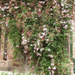 Jazmín Polianthum - Imagen 2