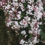 Jazmín Polianthum - Imagen 3