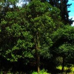 Lilen Alerce (fitzroya Cupressoides) Planta