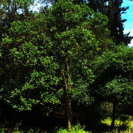 Lilen Alerce (fitzroya Cupressoides) Planta