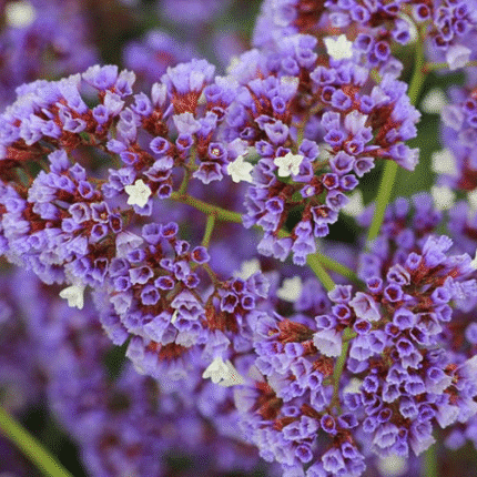 Limonium Perezi (estátice): Planta Perenne Flor Morada