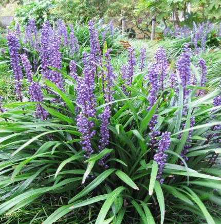 Liriope Muscari (hierba Mono): Planta Borde Perenne Espigas