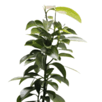 Canelo Árbol Nativo - Imagen 2