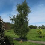 Maitén Árbol Nativo