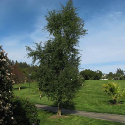 Maitén Árbol Nativo