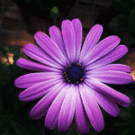 Osteospermum (margarita Africana): Flores Abundantes