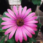 Osteospermum (margarita Africana): Flores Abundantes - Imagen 4