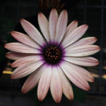 Osteospermum (margarita Africana): Flores Abundantes - Imagen 5