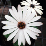 Osteospermum (margarita Africana): Flores Abundantes - Imagen 6