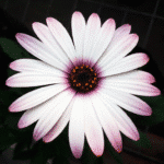 Osteospermum (margarita Africana): Flores Abundantes - Imagen 7