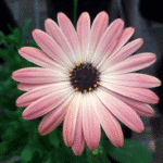 Osteospermum (margarita Africana): Flores Abundantes - Imagen 8