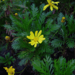 Paquerette Flor Blanca - Imagen 2