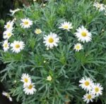 Paquerette Flor Blanca