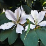 Pata Vaca Bauhinia Candicans