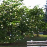 Pata Vaca Bauhinia Candicans - Imagen 3