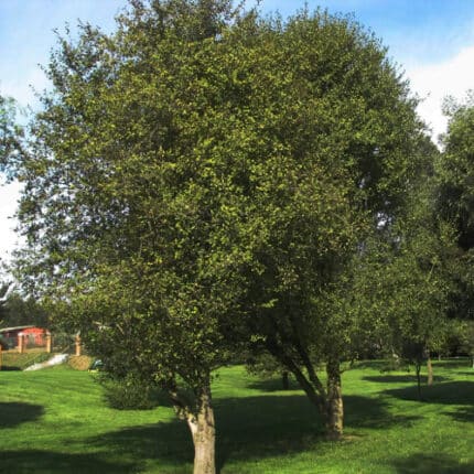 Patagua Árbol Nativo