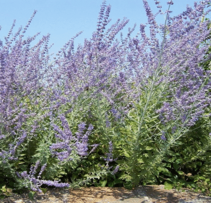 Perovskia Salvia Rusa