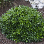 Pitosporum tobira nana