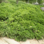 Pitosporum tobira nana - Imagen 2