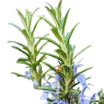 Romero rastrero - Imagen 2