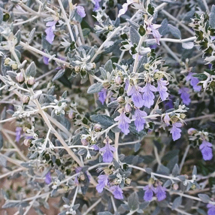 Teucrium Fruticans (olivilla