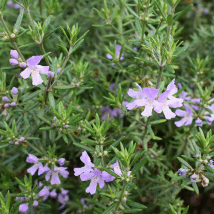 Westringia Fruticosa (romero Australiano): Arbusto Rústico