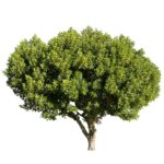 Algarrobo Europeo - Imagen 2