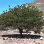 Algarrabo de Chile - Imagen 2