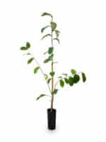 Chirimoyo Árbol Frutal - Imagen 2