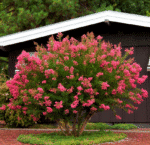 Crespón (árbol Júpiter)