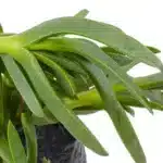 Doca Chilena (carpobrotus Chilensis): Planta Suculenta - Imagen 2