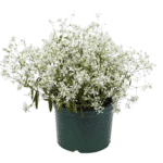 Euphorbia Perenne - Floración Única - Resistencia Extrema Sol/Sequía - Imagen 5