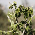Guayacán Árbol Grande - Rápido Crecimiento - Adorno Único para Paisajismo