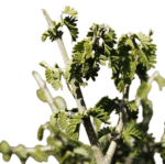 Guayacán Árbol Grande - Rápido Crecimiento - Adorno Único para Paisajismo - Imagen 2